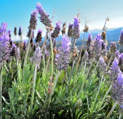 Lavender, French